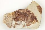 Miocene Pea Crab (Pinnixa) Fossil - California #204901-1